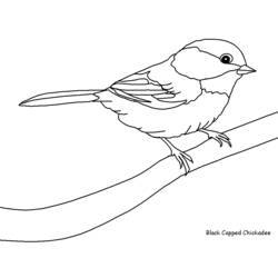 Dessin à colorier: Oiseaux (Animaux) #11845 - Coloriages à Imprimer Gratuits