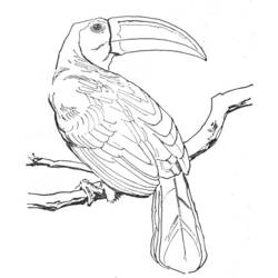 Dessin à colorier: Oiseaux (Animaux) #11919 - Coloriages à Imprimer Gratuits