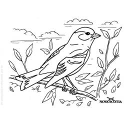 Dessin à colorier: Oiseaux (Animaux) #11936 - Coloriages à Imprimer Gratuits