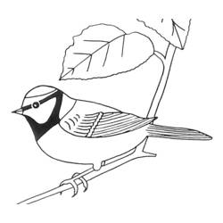 Dessin à colorier: Oiseaux (Animaux) #11960 - Coloriages à Imprimer Gratuits