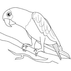 Dessin à colorier: Perroquet (Animaux) #16075 - Coloriages à Imprimer Gratuits
