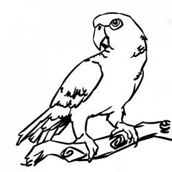 Dessin à colorier: Perroquet (Animaux) #16105 - Coloriages à Imprimer Gratuits
