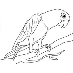 Dessin à colorier: Perroquet (Animaux) #16191 - Coloriages à Imprimer Gratuits
