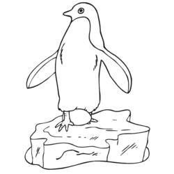 Dessin à colorier: Pingouin (Animaux) #16864 - Coloriages à Imprimer Gratuits