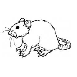 Dessin à colorier: Rat (Animaux) #15162 - Coloriages à Imprimer Gratuits