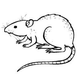 Dessin à colorier: Rat (Animaux) #15164 - Coloriages à Imprimer Gratuits