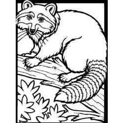 Dessin à colorier: Raton laveur (Animaux) #19991 - Coloriages à Imprimer Gratuits
