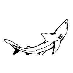 Dessin à colorier: Requin (Animaux) #14849 - Coloriages à Imprimer Gratuits