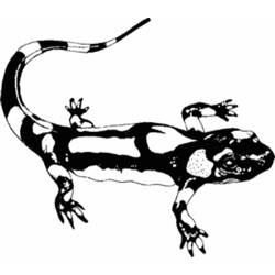 Dessin à colorier: Salamandre (Animaux) #19889 - Coloriages à Imprimer Gratuits