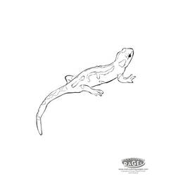 Dessin à colorier: Salamandre (Animaux) #19901 - Coloriages à Imprimer Gratuits