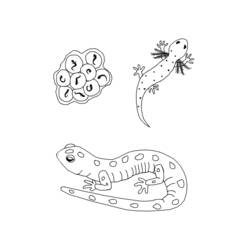 Dessin à colorier: Salamandre (Animaux) #19933 - Coloriages à Imprimer Gratuits