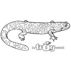 Dessin à colorier: Salamandre (Animaux) #19956 - Coloriages à Imprimer Gratuits