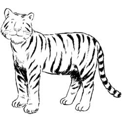 Dessin à colorier: Tigre (Animaux) #13621 - Coloriages à Imprimer Gratuits