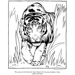 Dessin à colorier: Tigre (Animaux) #13664 - Coloriages à Imprimer Gratuits