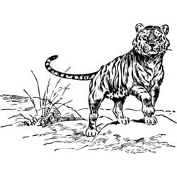 Dessin à colorier: Tigre (Animaux) #13710 - Coloriages à Imprimer Gratuits