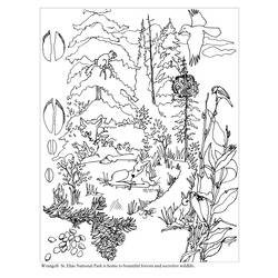 Dessin à colorier: Forêt (Nature) #157007 - Coloriages à Imprimer Gratuits