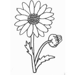 Dessin à colorier: Marguerite (Nature) #161363 - Coloriages à Imprimer Gratuits