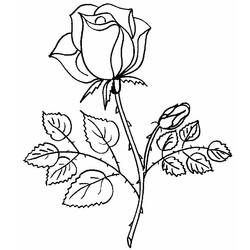 Dessin à colorier: Roses (Nature) #161867 - Coloriages à Imprimer Gratuits