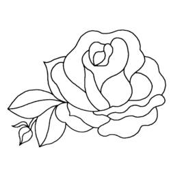 Dessin à colorier: Roses (Nature) #161872 - Coloriages à Imprimer Gratuits
