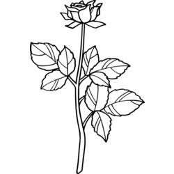 Dessin à colorier: Roses (Nature) #161973 - Coloriages à Imprimer Gratuits