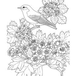 Dessin à colorier: Saison Printemps (Nature) #165058 - Coloriages à Imprimer Gratuits