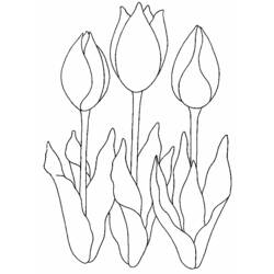 Dessin à colorier: Tulipe (Nature) #161674 - Coloriages à Imprimer Gratuits