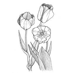 Dessin à colorier: Tulipe (Nature) #161692 - Coloriages à Imprimer Gratuits