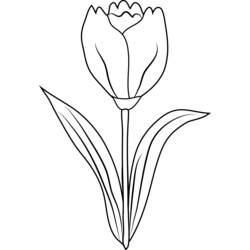 Dessin à colorier: Tulipe (Nature) #161706 - Coloriages à Imprimer Gratuits