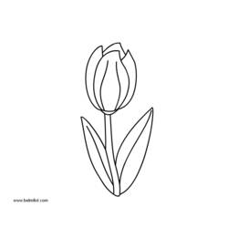 Dessin à colorier: Tulipe (Nature) #161723 - Coloriages à Imprimer Gratuits