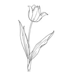 Dessin à colorier: Tulipe (Nature) #161787 - Coloriages à Imprimer Gratuits