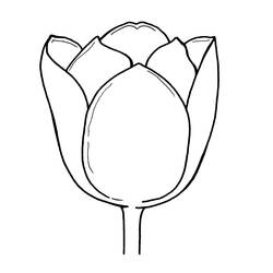 Dessin à colorier: Tulipe (Nature) #161799 - Coloriages à Imprimer Gratuits